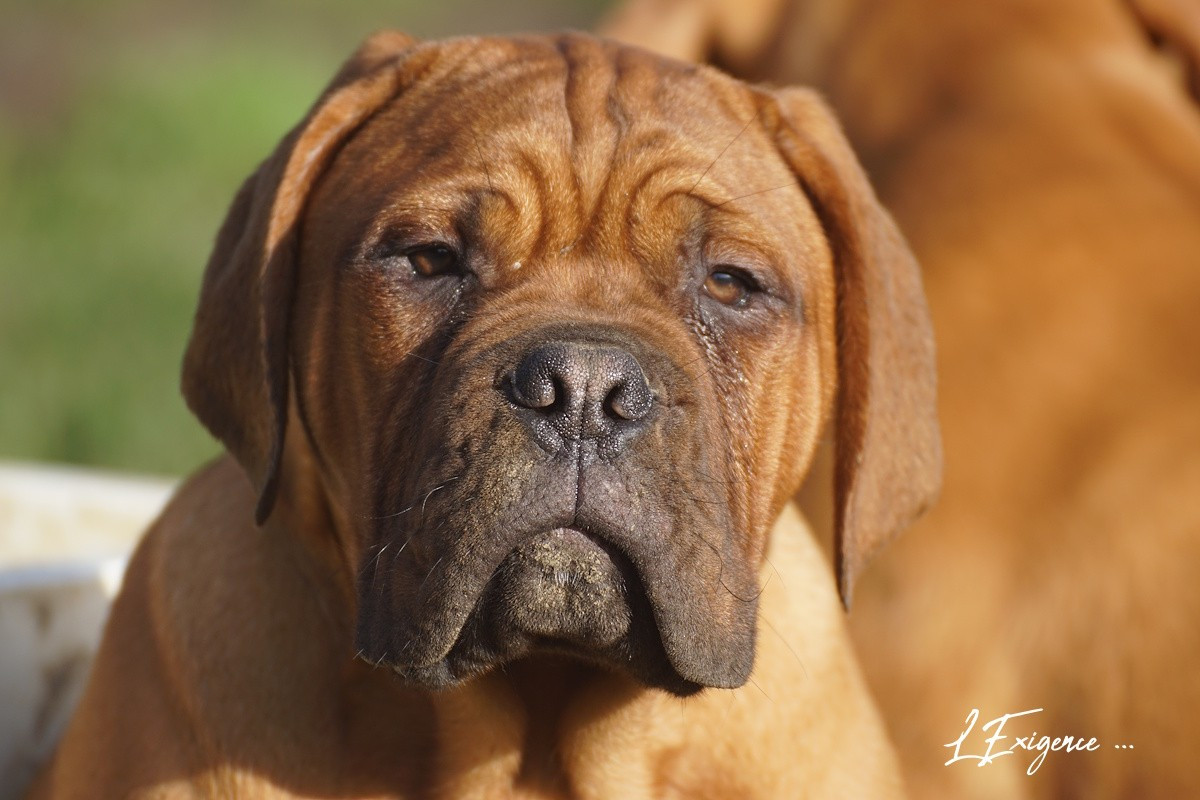 Ronron de l'exigence