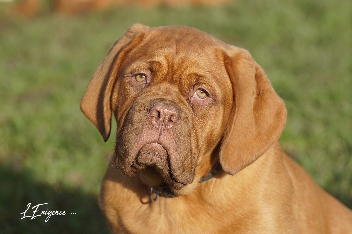 Lilang de l'exigence